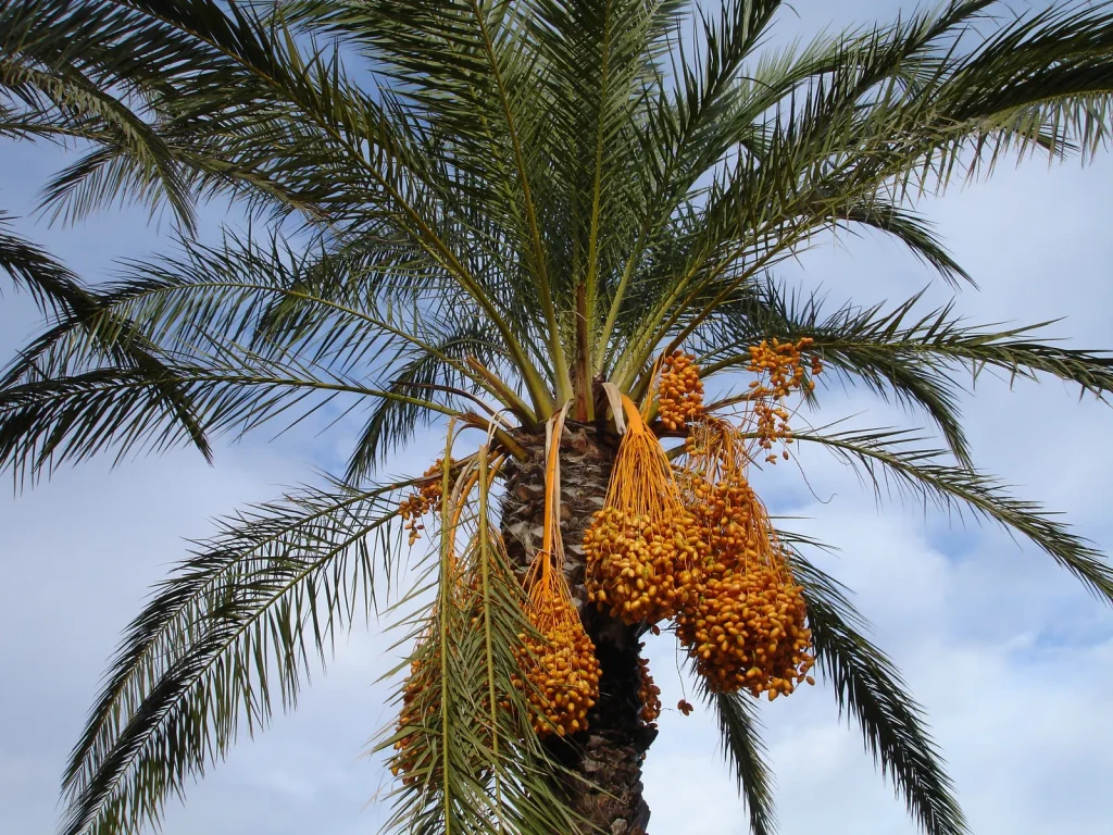 Date palm bearing ripe fruit, the natural source of dates for athletes